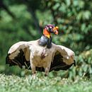 King Vulture (CR) van Paul van der Zwan thumbnail