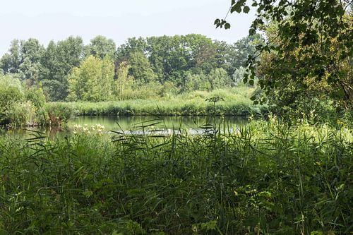 Amsterdamse bos vanaf de oever