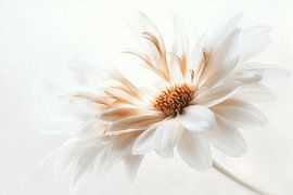 Delicate White no.5 by Studio BB