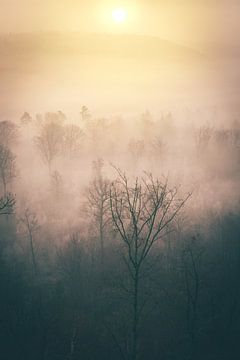 Lever de soleil dans la forêt d'hiver avec le brouillard d'en haut