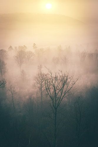 Zonsopgang in winterbos met mist van bovenaf