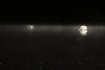 Stille Begegnung im Morgengrauen - Schwäne im Nebel ( Fine Art )