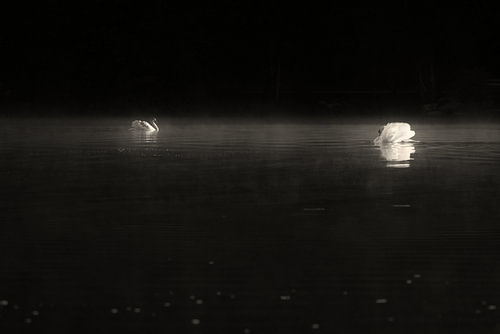 A quiet encounter at dawn – swans in the mist (Fine Art)