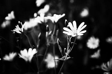 Witte bloemen van Whis' photos