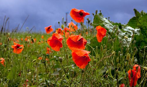 Coquelicots 