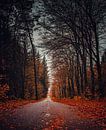 Mooie weg met diepte tijdens de herfst van Rick van de Kraats thumbnail