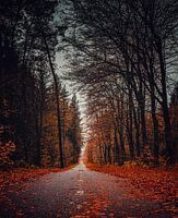 Mooie weg met diepte tijdens de herfst