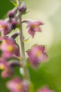 Purple flowers von Douwe Schut