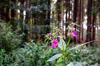 Kleuren in het bos