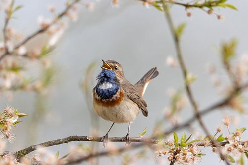 Blaukehlchen zwischen den Blüten