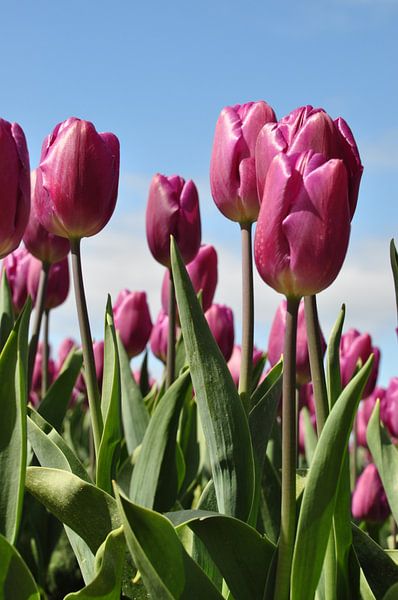 Paarse tulpen tegen blauw lucht van Adri Vollenhouw