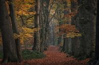 Sprookjesachtig herfstbos van Moetwil en van Dijk - Fotografie thumbnail
