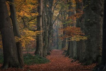 Sprookjesachtig herfstbos van Moetwil en van Dijk - Fotografie