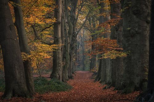 Sprookjesachtig herfstbos