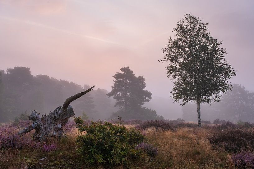 Behekste heide van Tvurk Photography