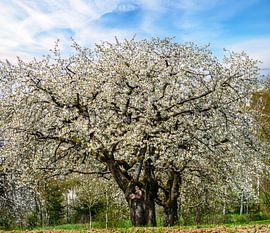Frühlingslandschaft mit blühenden Kirschbäumen von ManfredFotos