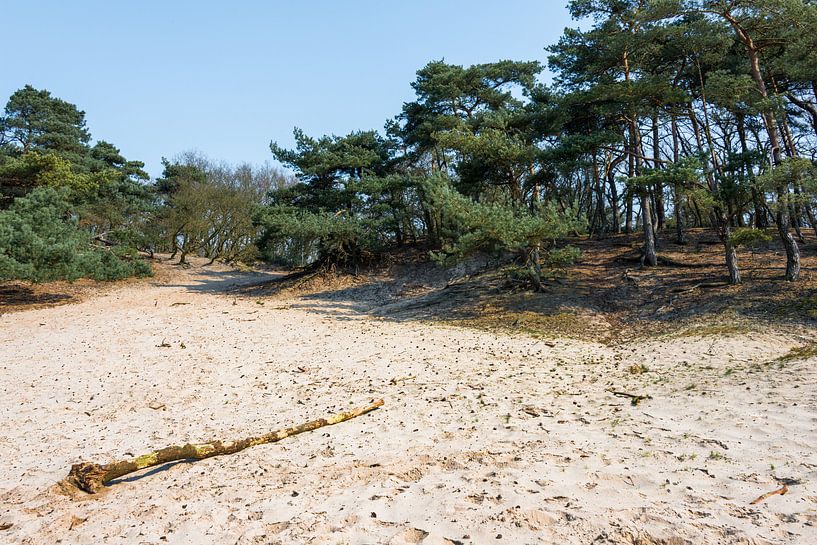 Duinen in Noord-Brabant van Rob IJsselstein