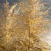 Golden pampas grass and clouds in sunlight 1 by Adriana Mueller