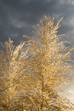 Goldenes Pampasgras und Wolken im Sonnenlicht 1