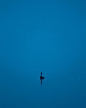A Grebe by Tijmen Wierenga