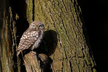 Little Owl  ( Athene noctua ), perched in an old willow tree, watching curious, first morning light,