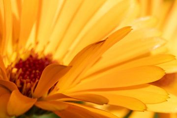 Glinsterende Pracht: Betoverende Macrofoto van Gele Bloembladeren van Remco Ditmar