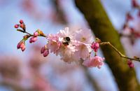 Busy bee on blossom