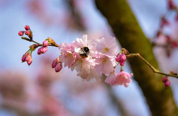 Busy bee on blossom by Merel Pape Photography