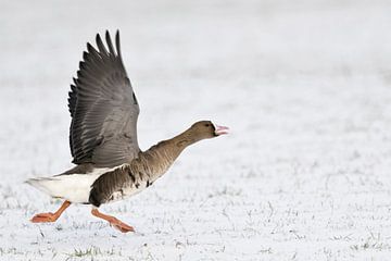 White-fronted Goose ( Anser albifrons ), arctic winter guest, taking off, running for take off from  van wunderbare Erde
