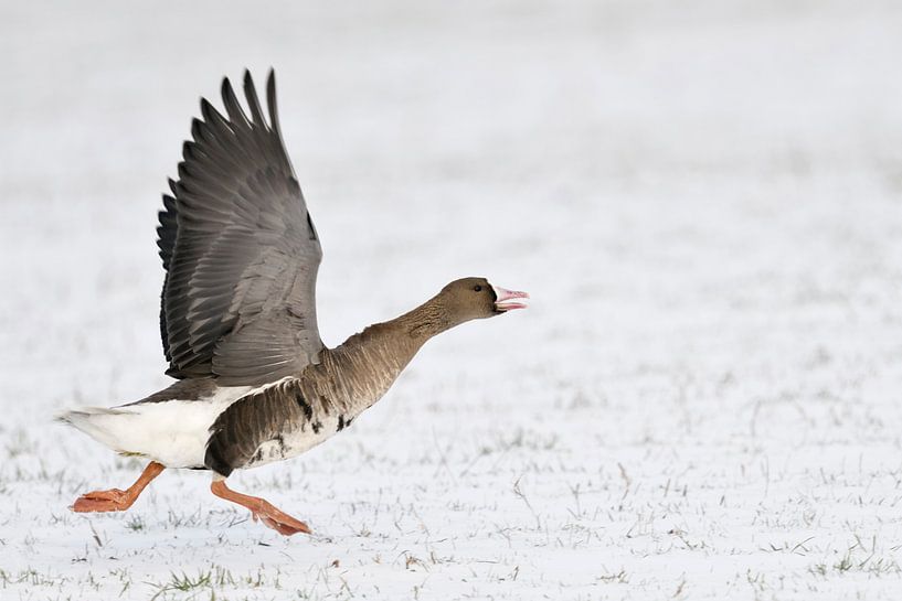 Blässgans ( Anser albifrons ), arktischer Wintergast am Niederrhein nimmt Anlauf, um aufzufliegen, a von wunderbare Erde