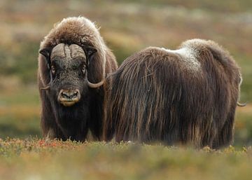 Bœuf musqué à Dovrefjell sur Menno Schaefer