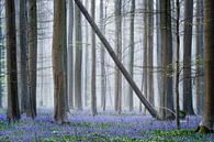 Forest with the blue bells van Chris Biesheuvel I  Dream Scapes thumbnail