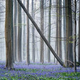 Wald mit den blauen Glocken von Chris Biesheuvel I  Dream Scapes
