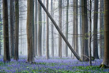 Forest with the blue bells by Chris Biesheuvel I  Dream Scapes