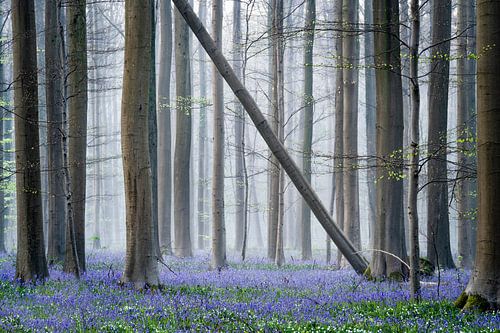 Forest with the blue bells