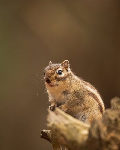 Sibirisches Erdhörnchen