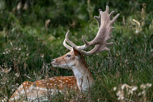 Damhert profite du soleil