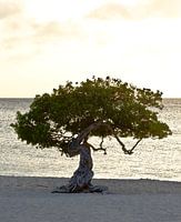Divi Divi tree on Eagle beach, Aruba