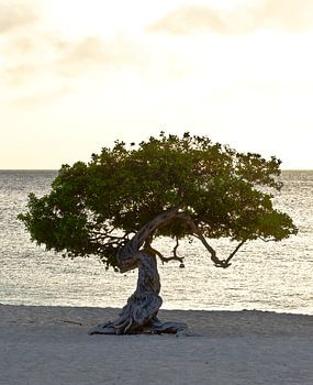 Divi Divi tree on Eagle beach, Aruba