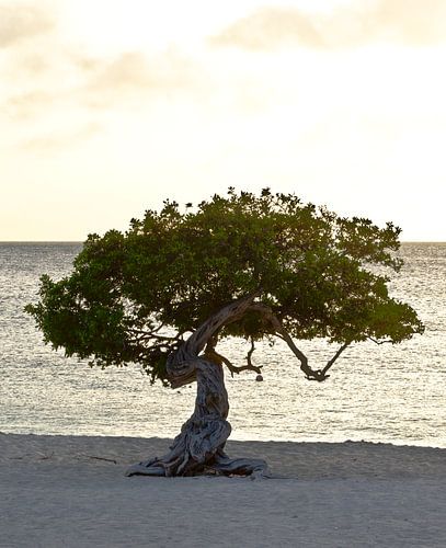 Divi Divi Divi arbre sur Eagle beach, Aruba
