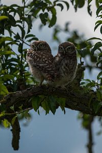 samen in de perenboom sur Bart Hardorff