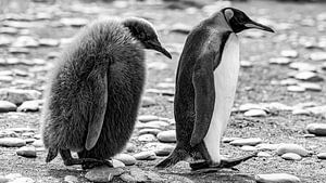 Für immer Freunde Pinguine