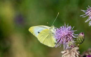 Zitronenfalter (Gonepteryx rhamni) an einer Distel