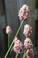 Purple onion bulb