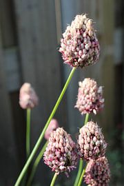 Purple onion bulb by Eline Lohman