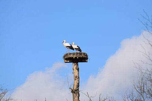Ooievaars in Park de Plantage