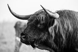 Scottish highlander bull on Veluwezoom in black and white by CMphotos