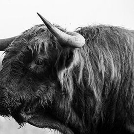 Schotse hooglander stier op Veluwezoom in zwartwit van CMphotos