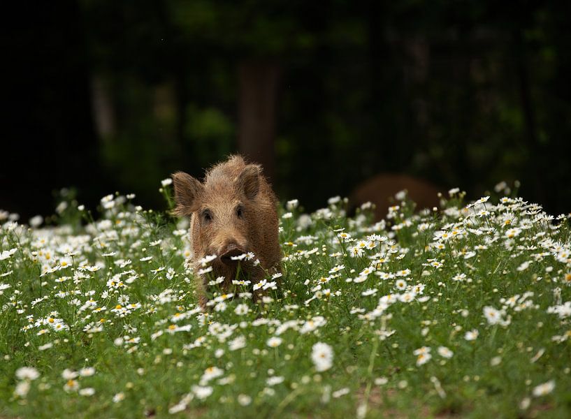 Wild Boar by Corrie Post