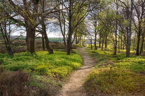 Wandeling in de lente